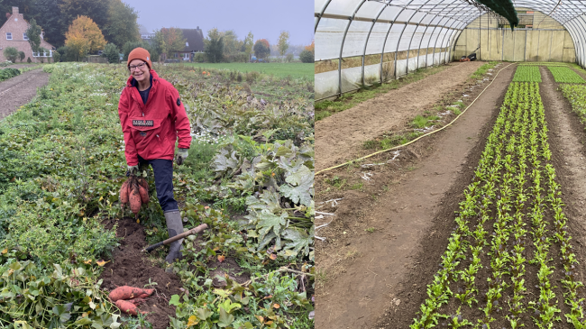 Wie wächst diese Woche das Gemüse?