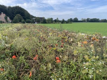 Vergrößerung anzeigen ...